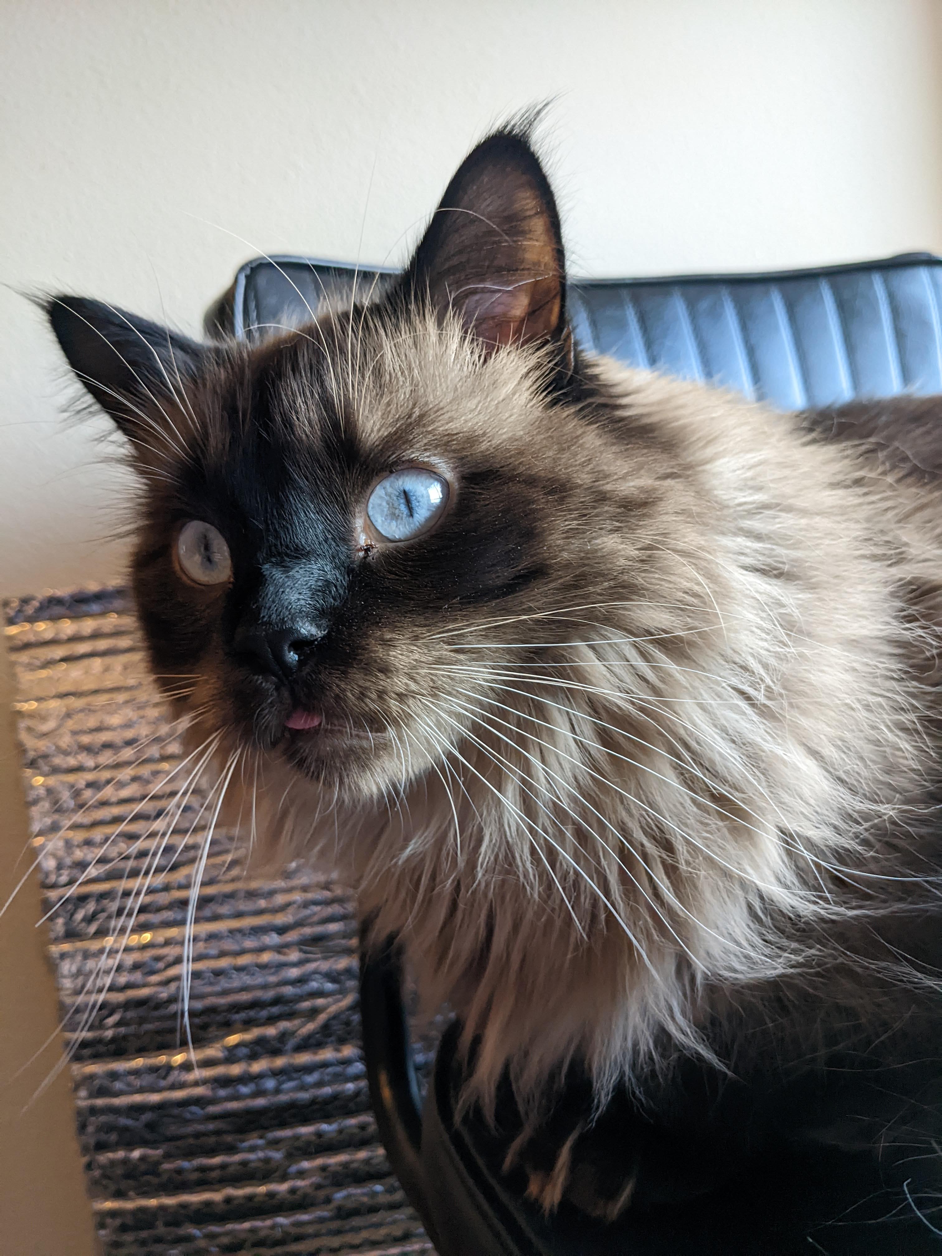 Bucky the cat, looking addorable